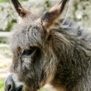 Asinello Montemelino ok