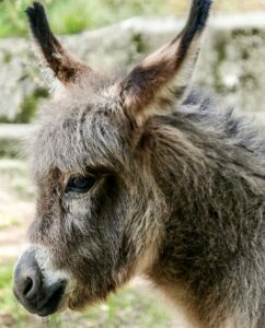 Asinello Montemelino ok